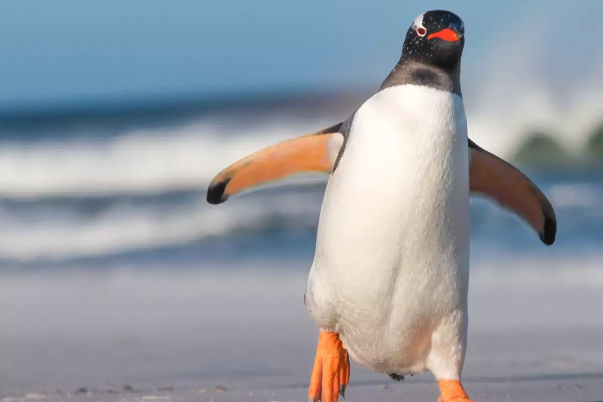 На 25 април се отбелязва Световен ден на пингвините, които