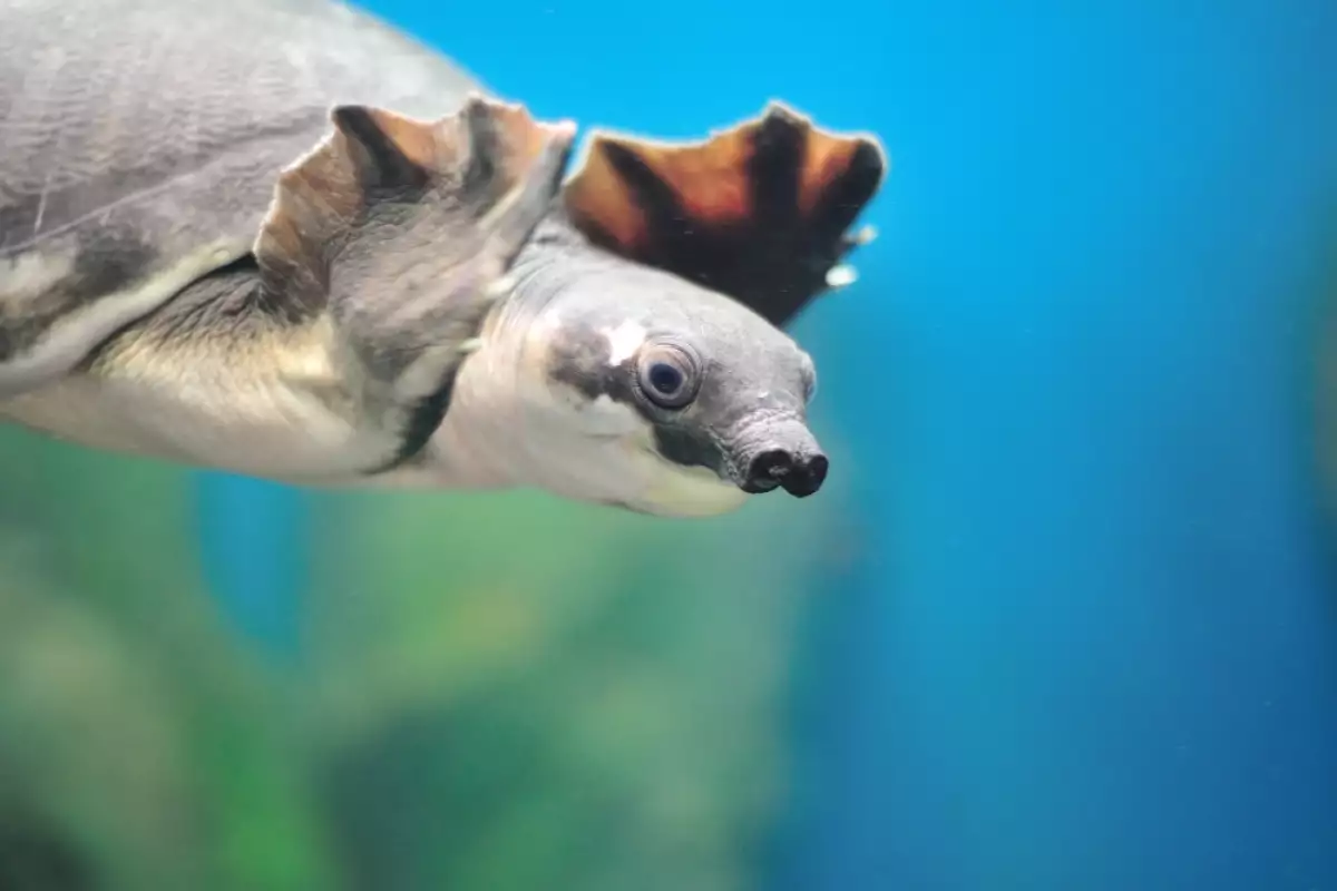 Водната костенурка има нужда от аквариум.