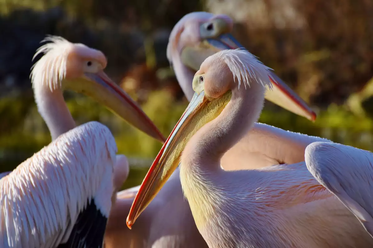 Розовият пеликан е една от най впечатляващите птици в света с