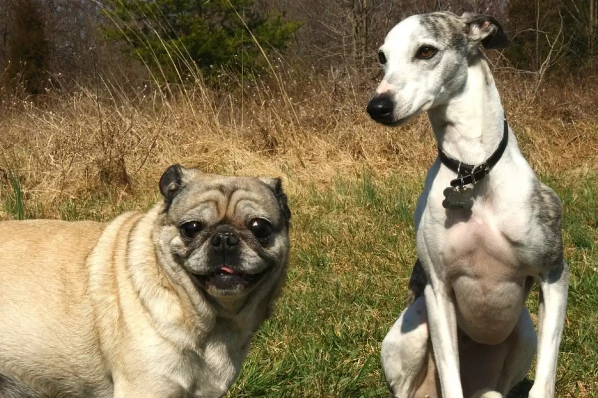 Мопсовете са популярна порода кучета известна със своите набръчкани лица