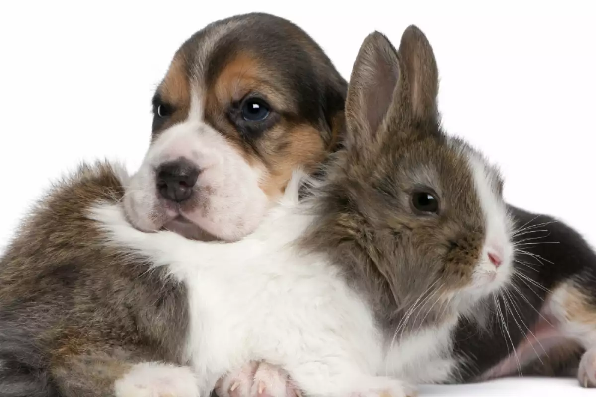 Куче и заек