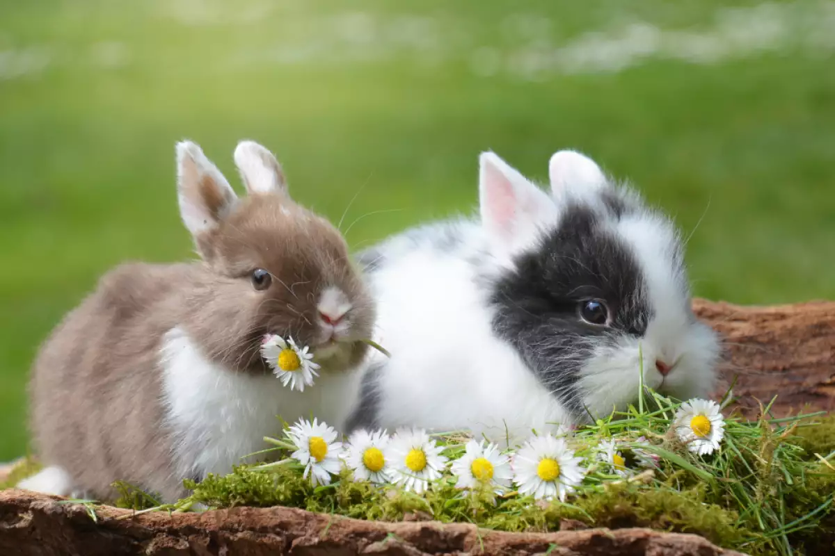 Отровни храни за зайците