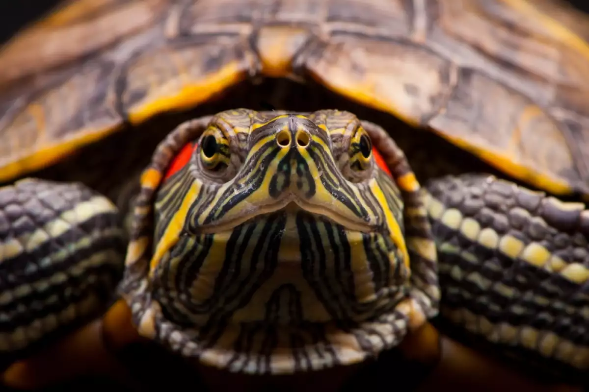 Червенобузите костенурки са популярни водни костенурки, произхождащи от сладководните реки