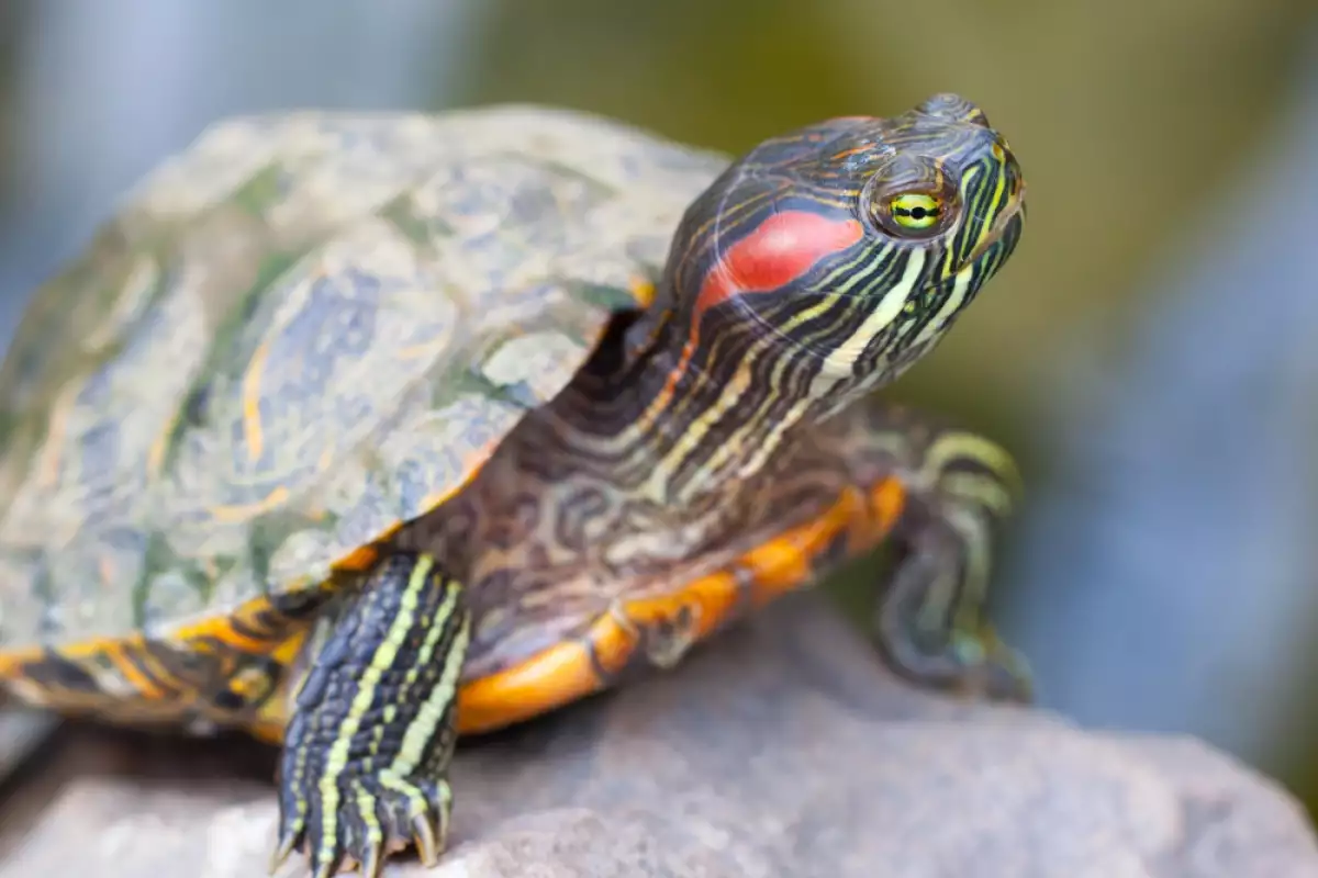 Червенобузата костенурка научно известна като Emydura subglobosa е очарователен и