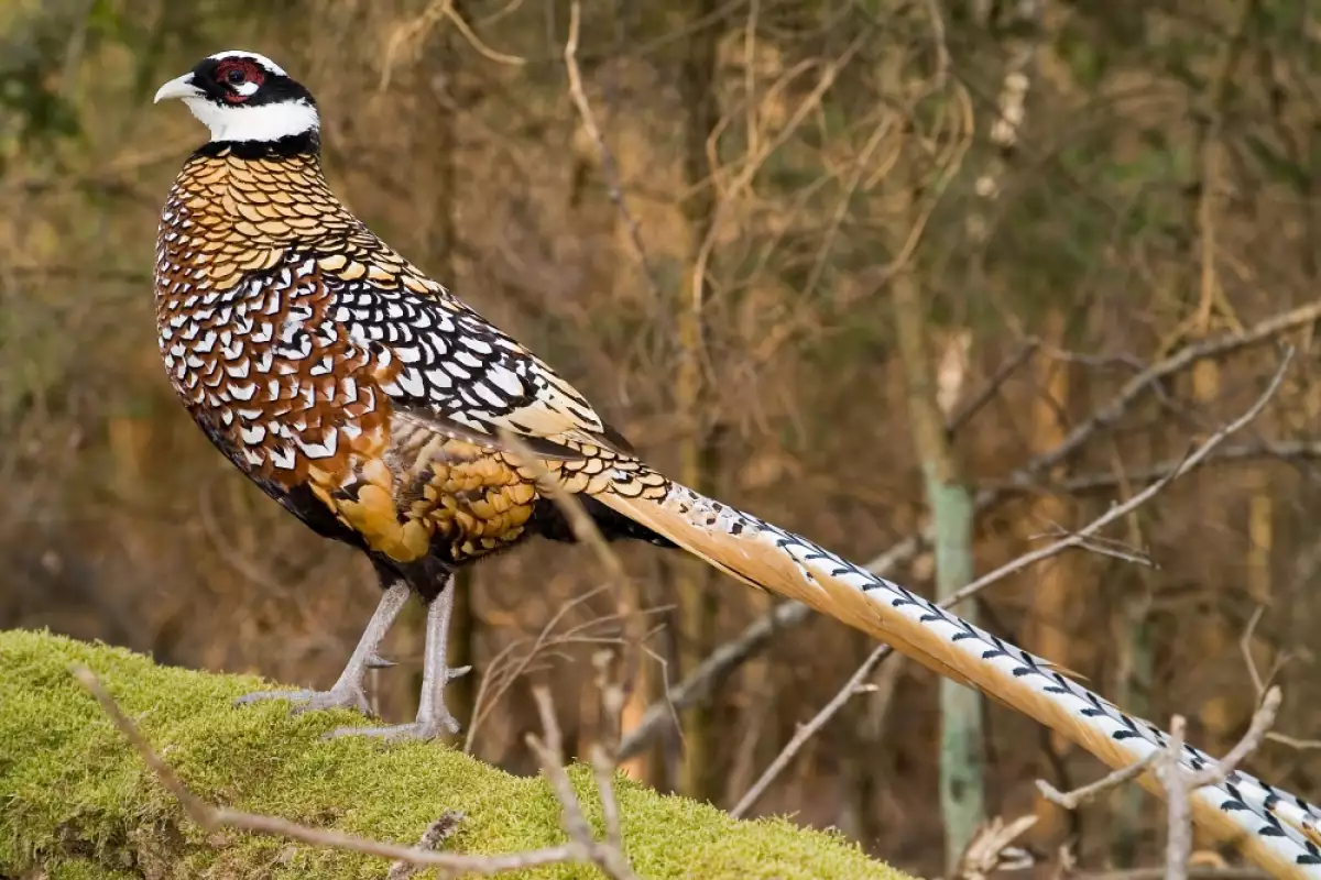 Фазаните са птици които привличат вниманието с красивите си пера