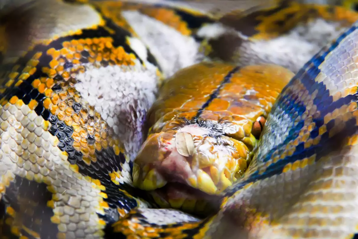 Мрежестите питони заедно със зелената анаконда са най големите змии в
