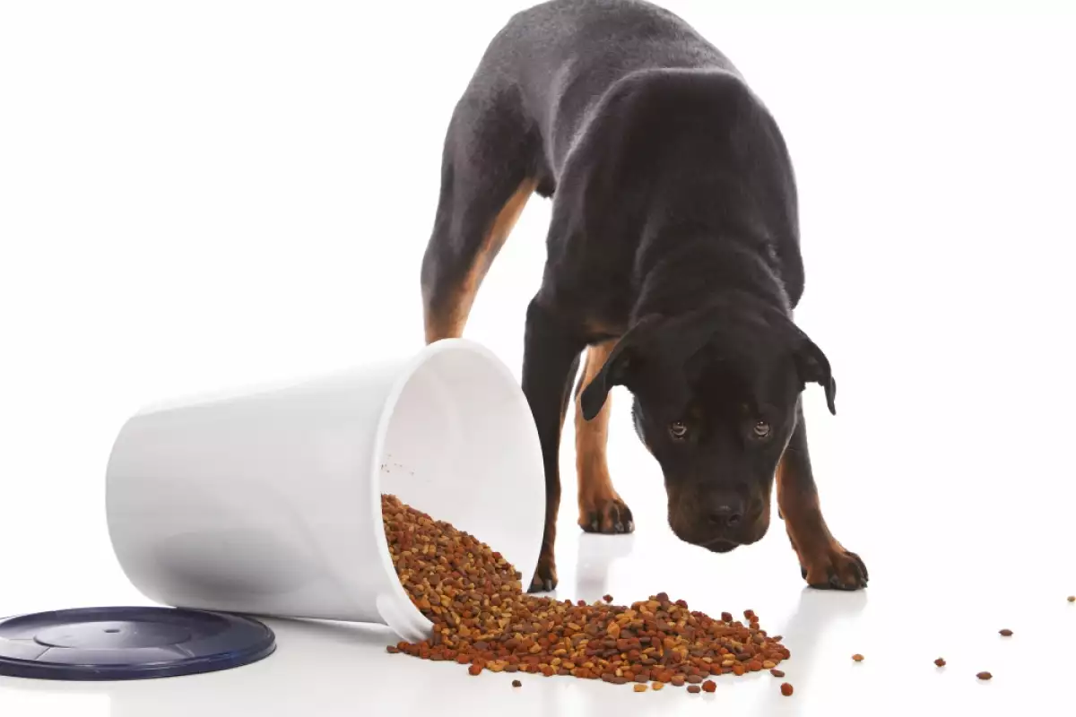Най добрата кучешка храна за вашия ротвайлер е суровата храна