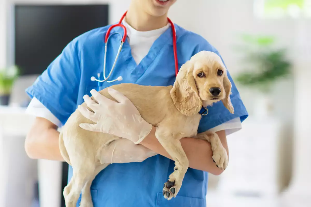 Панкреатитът е състояние което засяга кучетата причинявайки възпаление на панкреаса