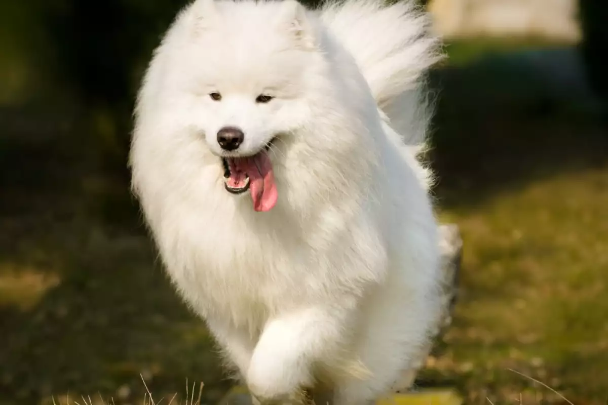 Арктический шпиц 6 букв. Белые пушистые собаки маленькие. Самые пушистые породы собак. Самая пушистая собака в мире. Белая собака пушистая мягкая средняя.