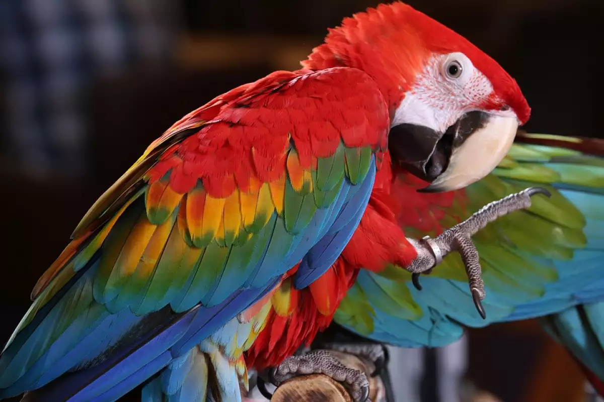 Папагалите са популярен домашен любимец по целия свят поради своите