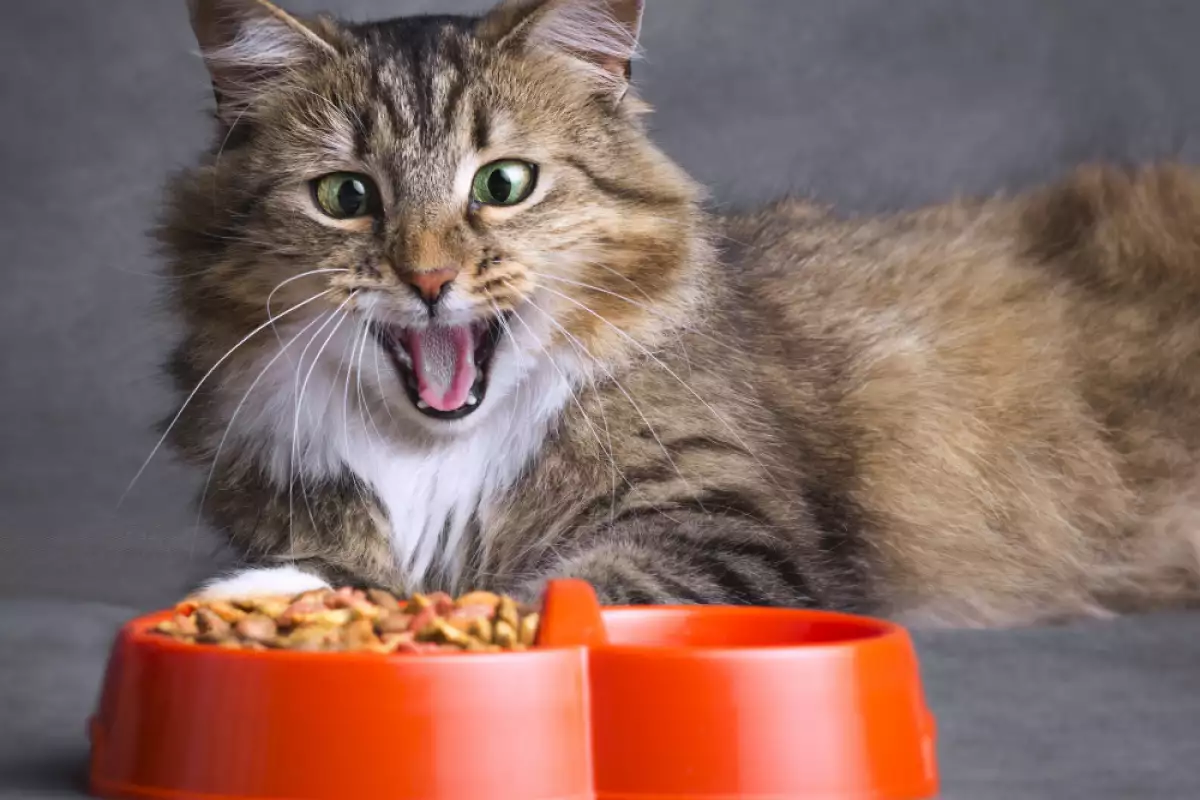Въпреки своята непретенциозност в храната сибирската котка се нуждае от