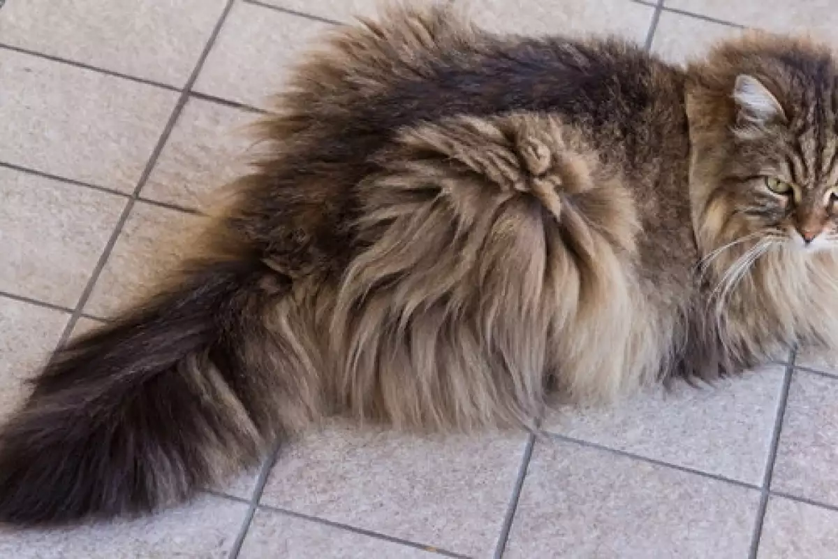 Сибирската котка се характеризира с добро здраве Силният имунитет и