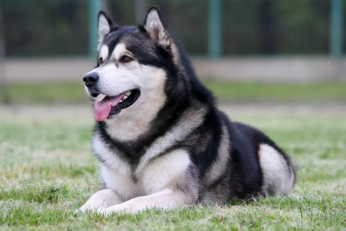 Най-популярните руски породи кучета