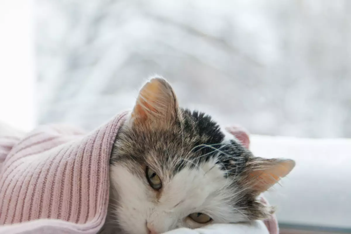 Нуждае ли се котката от одеяло?
