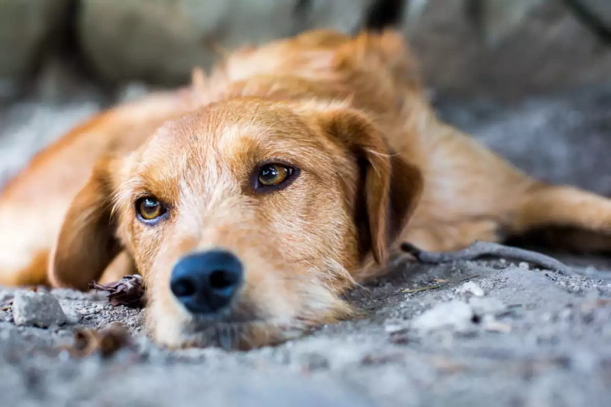 Довеждането на бездомно куче у дома е състрадателен акт, който