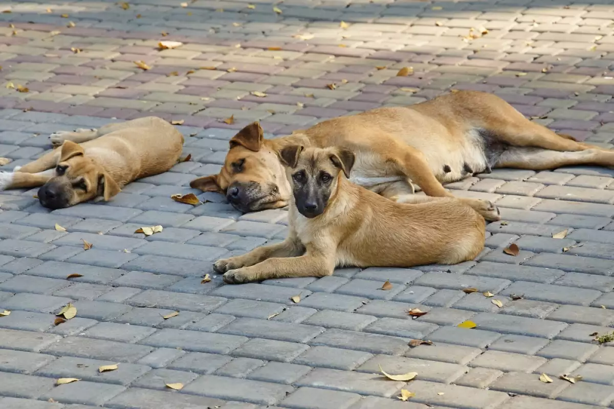 Уличните кучета често наричани бездомни кучета са обичайна гледка в