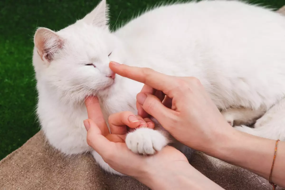 Произхождаща от централна Турция ангорската котка е естествено срещаща се