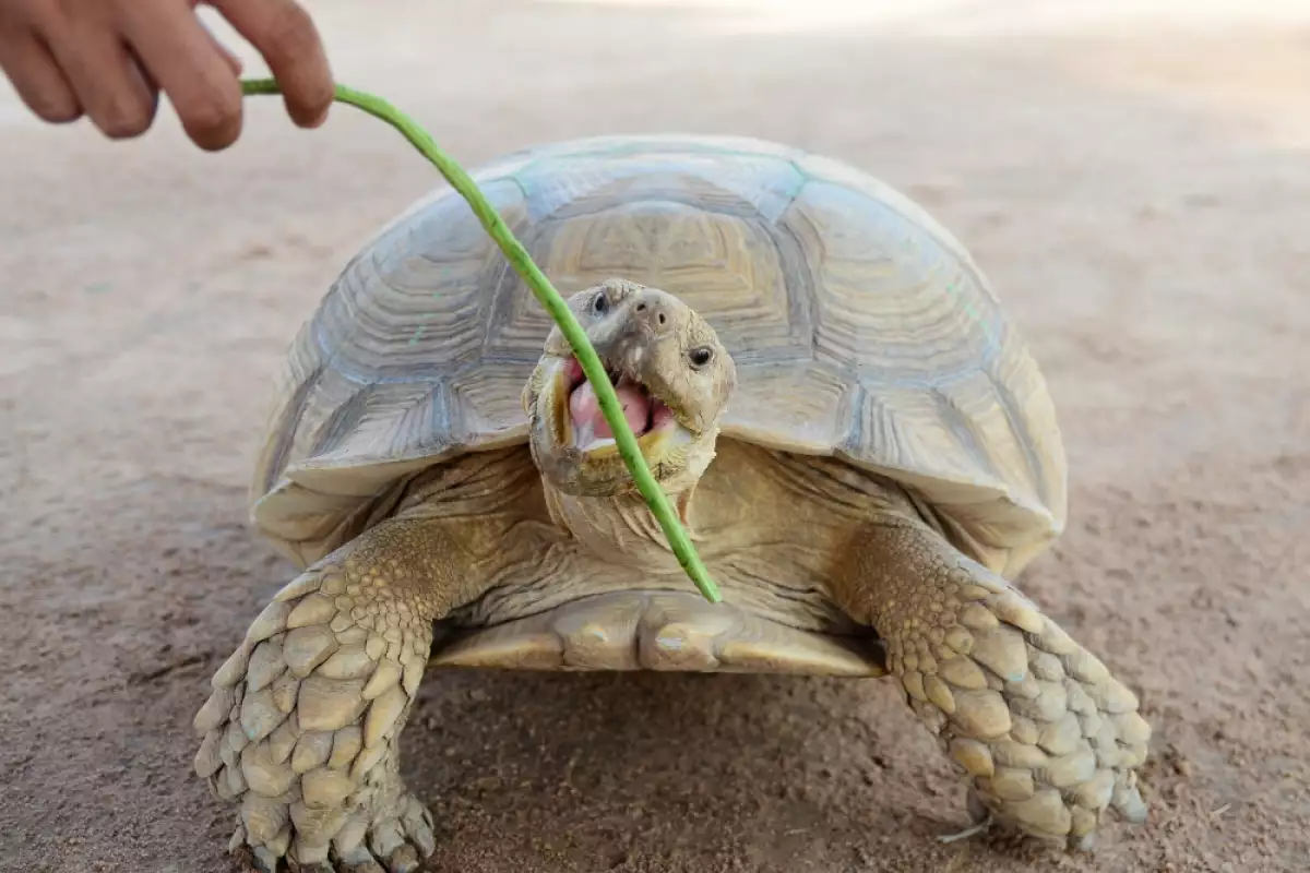 Снимка: Лакомства за костенурки