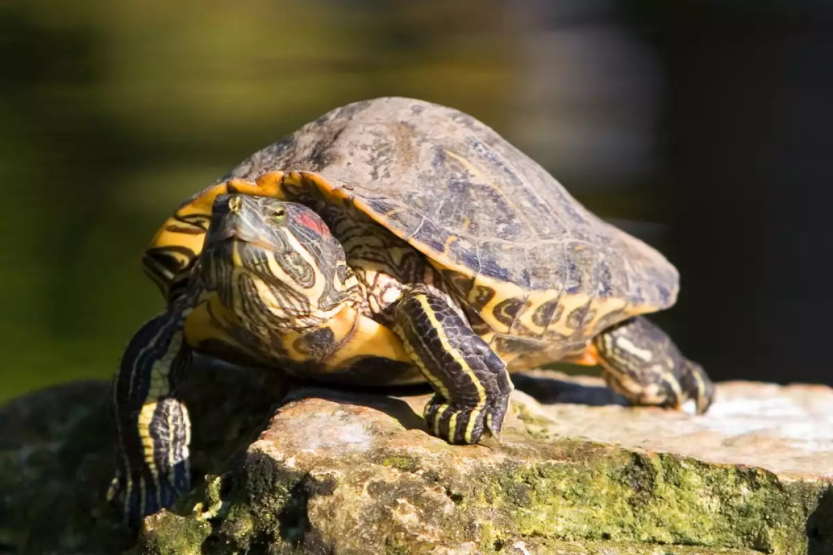 Червенобузите костенурки научно известни като Emydura subglobosa са популярни сред