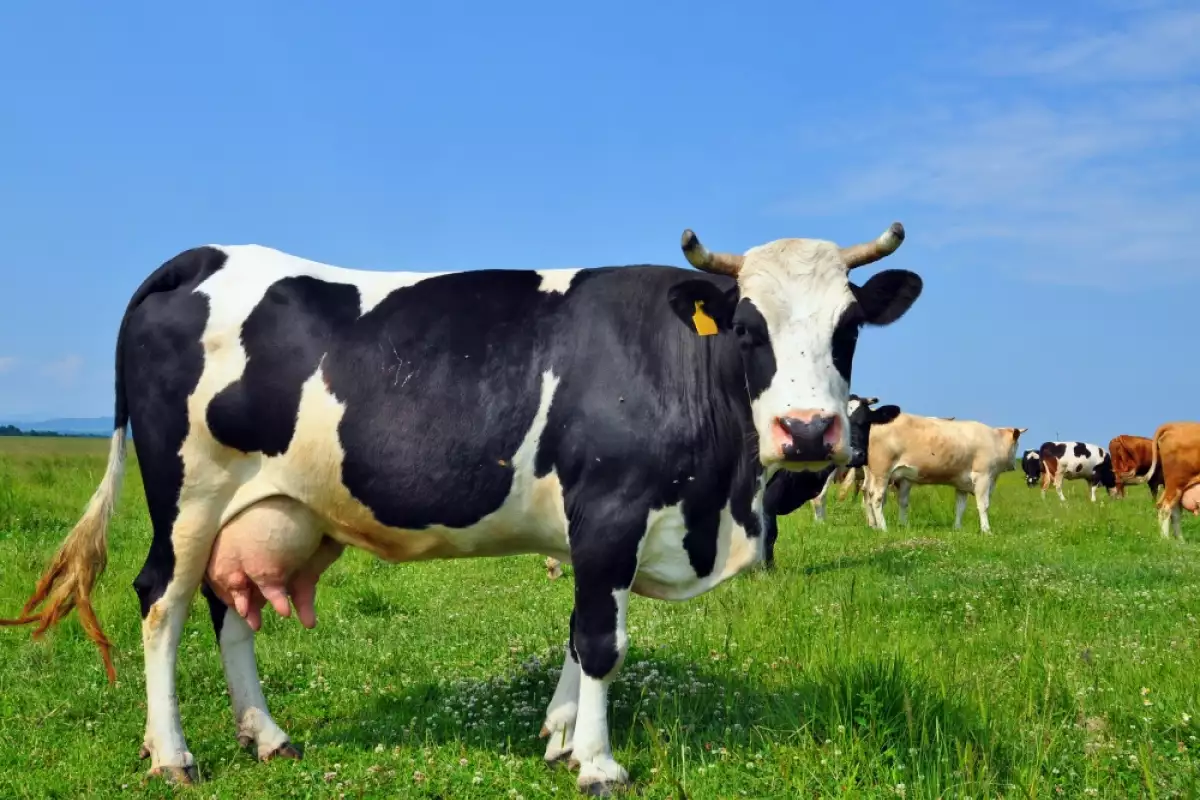 Маститът представлява специфично заболяване на кравите, което се изразява във