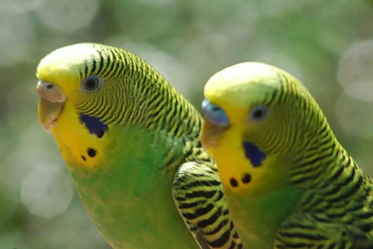 Колко години живеят вълнистите папагалчета