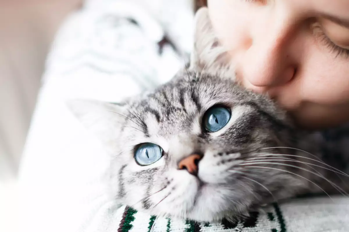 Котките са невероятни създания които ни даряват с любов нежност