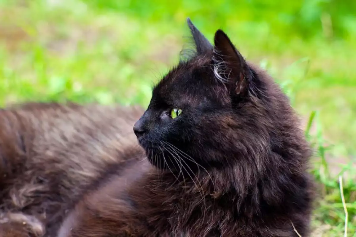 Йоркската Шоколадова котка е страхотна порода за семейния дом благодарение