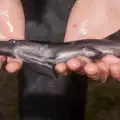 Океанът изхвърли мъртва риба-гребло