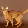 Абисинска котка