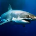Австралийци следят акули с дронове