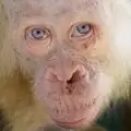 Синеок орангутан албинос бе спасен от плен