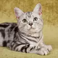 Обучение на американска късокосместа котка