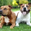 Кучета-клонинги ще охраняват летища и митници