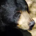 Американска черна мечка
