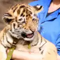 Лъч надежда за природата: Популацията на амурските тигри се покачва