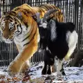 Как посрещнаха Нова година козелът Тимур и тигърът Амур?