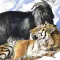 Какво се случва с приятелите козел и тигър Тимур и Амур
