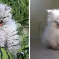 Забавни снимки на разгневени котенца