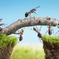 Мравки-бойци вместо пестициди са ново оръжие в борбата с вредителите