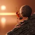 Мравките - какво трябва да знаем
