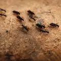 Ще ви побият тръпки от това ужасяващо разкритие за мравките
