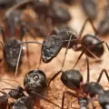 Спят ли изобщо мравките