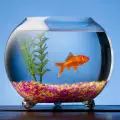 Как правилно да се грижим за рибките в аквариума
