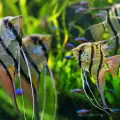 Видове рибки за вашия засаден аквариум