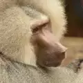 Дания издирва избягал бабуин