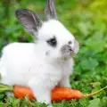 Кои са любимите зеленчуци на домашните зайци?