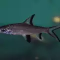 Аквариумна рибка Сребърна акула