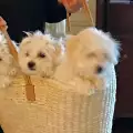 Две от кученцата на Барбара Стрейзънд са клонирани