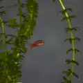 С кои рибки могат да живеят барбусите?