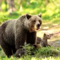 Девет мечки обитават Витоша